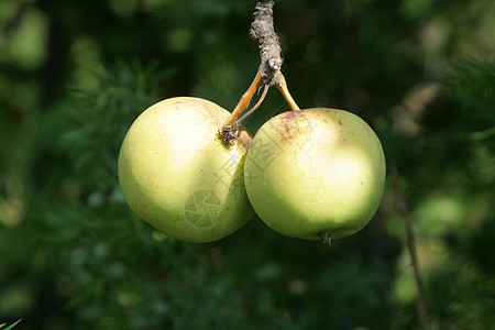 树上的苹果水果农业饮食绿色美食团体市场花园收成农场图片