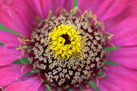 黄斑花粉药品花朵紫色甘菊植物画报花园种子花瓣图片