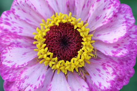黄斑种子圆圈花瓣雏菊生长画报植物草本植物花粉快乐图片