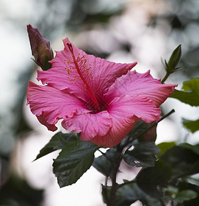 特写植物花园宏观植物群花瓣木槿图片