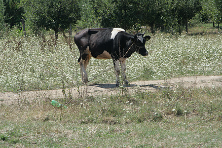 奶奶牛放牧绿色土地黑色农场家畜牛奶女性农田场地农村图片