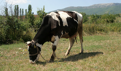 奶奶牛放牧奶制品哺乳动物乡村牛肉场地农村农业土地奶牛牧场图片