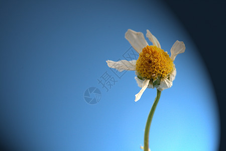 Camomilile 咖啡黄色天空蓝色白色活力甘菊植物群宏观草本植物雏菊图片