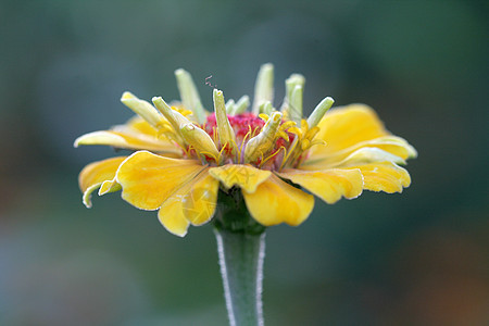 发芽菊花橙子雏菊装饰品展示周年花朵白色礼物植物学妈妈们图片