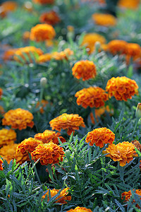 发芽菊花礼物橙子雏菊展示花朵花瓣植物学周年植物纪念日图片