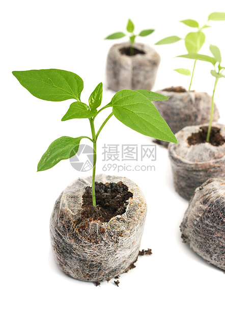 以泥炭石板种植的树苗植物图片