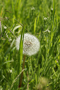 绿色的白植物乳白色草地气泡场地草本植物种子飞机果汁营养图片