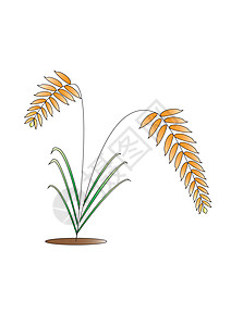 大米稻米白色黄色树干绿色植物人植物农作物叶子纯米生长图片