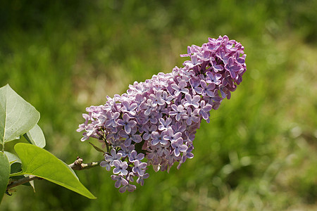 春花花园园艺礼物紫色蓝色花瓣紫丁香植物学生长雌蕊图片