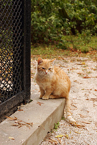 可爱的小猫咪看起来很渴望图片