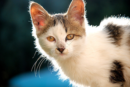 小猫婴儿条纹动物猫科猫咪幼兽毛皮宠物工作室虎斑图片