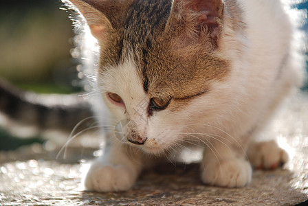 小猫幼兽折叠毛皮宠物猫咪婴儿虎斑猫科条纹工作室图片