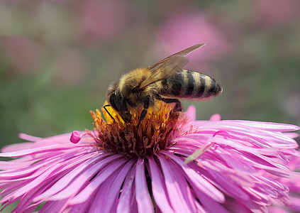 在菊花上的蜜蜂昆虫黄色绿色花园植物群宏观翅膀动物群动物紫色图片