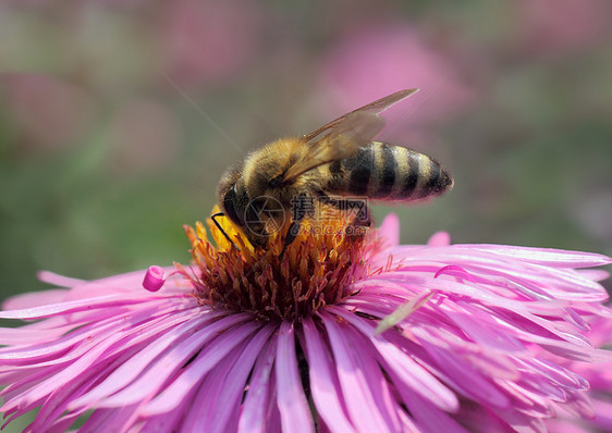 在菊花上的蜜蜂昆虫黄色绿色花园植物群宏观翅膀动物群动物紫色图片