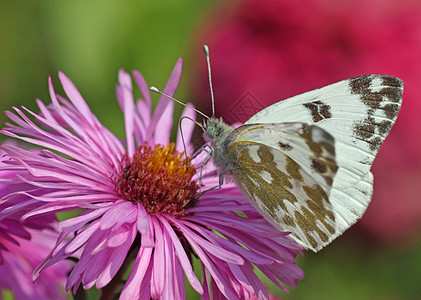 菊花上的蝴蝶动物花园白色绿色红色昆虫黄色紫色动物群宏观图片