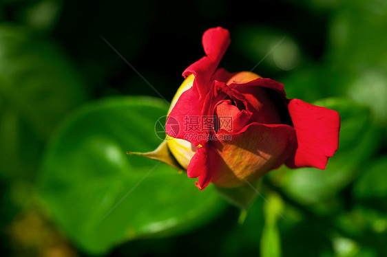 玫瑰红色宏观叶子绿色摄影花瓣石头夫妻水平脆弱性图片