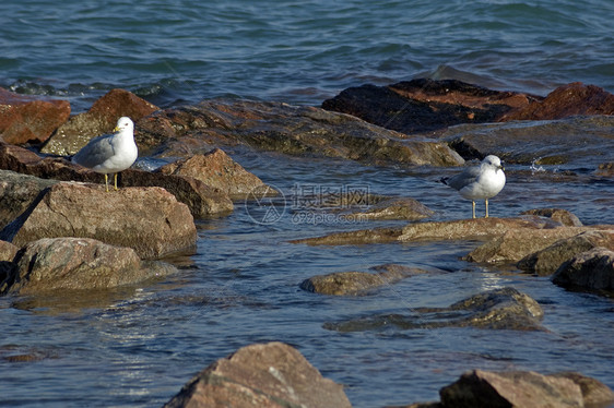 两个海鸥日落阳光照射岩石石头海浪蓝色图片