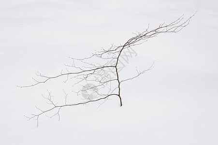 小树白色棕色季节图片