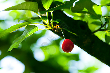 樱桃在树上衬套叶子植物天空太阳美食阳光保健水果浆果图片