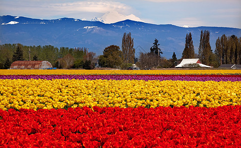红黄郁金香花 贝克斯卡吉特河谷华盛顿州花瓣红色照射花朵雪山植物群花园植物农场郁金香图片