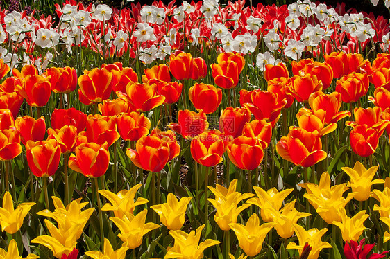 红黄郁金香花 滑雪谷 华盛顿州植物照射绿色黄色红色植被花瓣花园阳光花朵图片