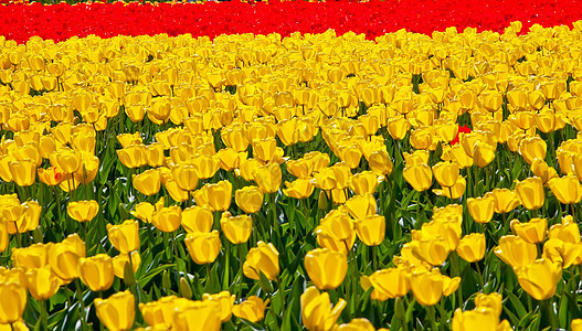 红黄郁金香花 滑雪谷 华盛顿州红色花瓣郁金香农业植被绿色场地阳光农场植物图片