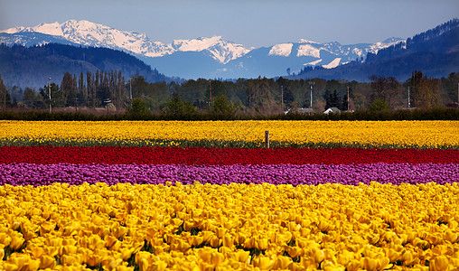 黄色红紫郁金香花朵 雪山 滑雪谷瓦图片