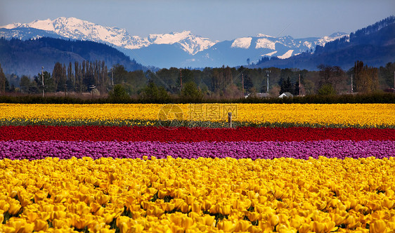 黄色红紫郁金香花朵 雪山 滑雪谷瓦图片