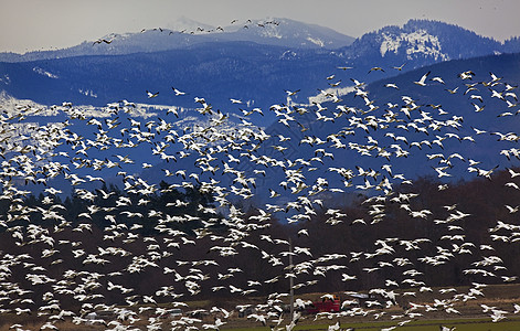 数千只雪地飞向山上翅膀野生动物环境飞行鸟类天空荒野团队公园蓝色图片
