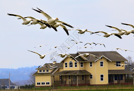 Skagit县华盛顿的雪地飞过屋顶白色房子羽毛公园眼睛农村警报成人翅膀荒野图片