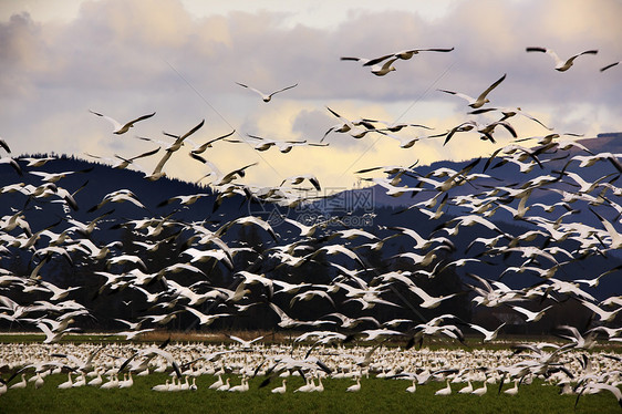 数千只雪雁飞向云层图片