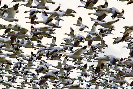 一群人中数以百计的雪雁飞飞行翅膀团体动物天空野生动物羽毛航班鸟类公园图片