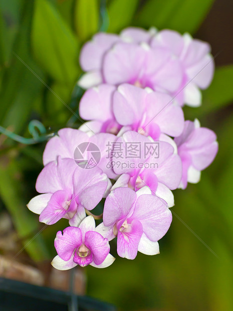 美丽的花束粉红兰花花宏观奢华石斛热带兰花植物花园公园墙纸异国图片