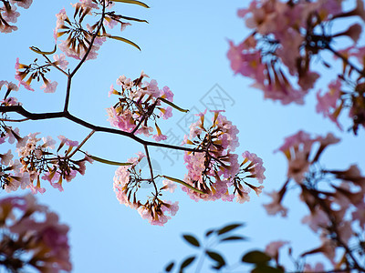 粉红甜蜜的梦幻感觉植物群喇叭烟草花园季节阳光花瓣野花情绪天空图片