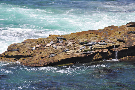 岩壁上的海豹图片