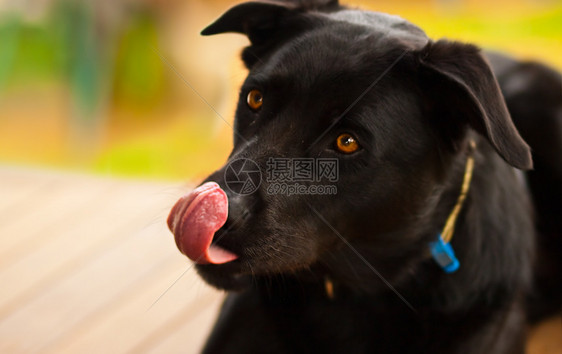 粗黑的澳洲卡皮狗图片