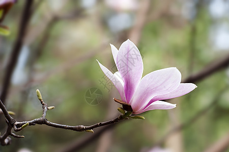 花朵植物群叶子生长淡紫色花瓣树干粉色图片