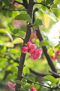 红色马鲁斯光谱花朵叶子树干植物群花瓣海棠生长绿色图片