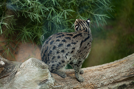 野猫坐在树上囚禁荒野说谎小猫猫科食肉野生动物阳光公园动物园图片