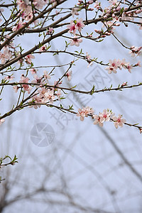 粉红桃花花树干生长花瓣叶子天空粉色植物群图片