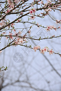 粉红桃花花树干生长花瓣叶子天空粉色植物群背景图片