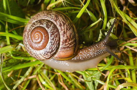 绿草上的小蜗牛宏观花园草地软体植物天气速度季节鼻涕虫生活图片