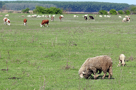 牲畜和牧羊牛农场家畜奶制品季节乡村国家动物绿色哺乳动物农村图片