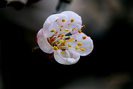 杏花花白花花瓣植物背景图片