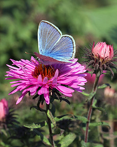 菊花上的蝴蝶黑色动物群粉色蓝色翅膀紫色植物群昆虫花园宏观图片