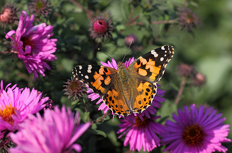 花上蝴蝶黑色蓝色植物群翅膀彩绘菊花宏观紫色动物群动物背景图片