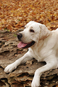 秋天公园的黄色拉布拉多小狗猎犬朋友幸福公园喜悦孩子森林太阳树叶图片