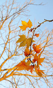 秋叶林树背景树季节性橙子季节黄色植物群环境红色图片