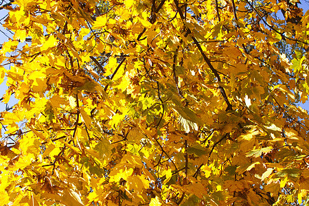 秋叶林树背景树红色黄色橙子季节性植物群季节环境图片