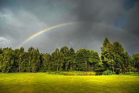 绿树上的彩虹图片